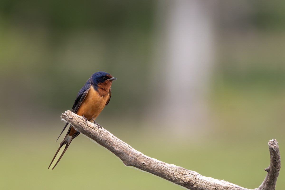 Barn Swallow - ML620966028