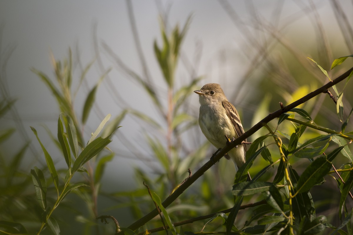 Willow Flycatcher - ML620966050