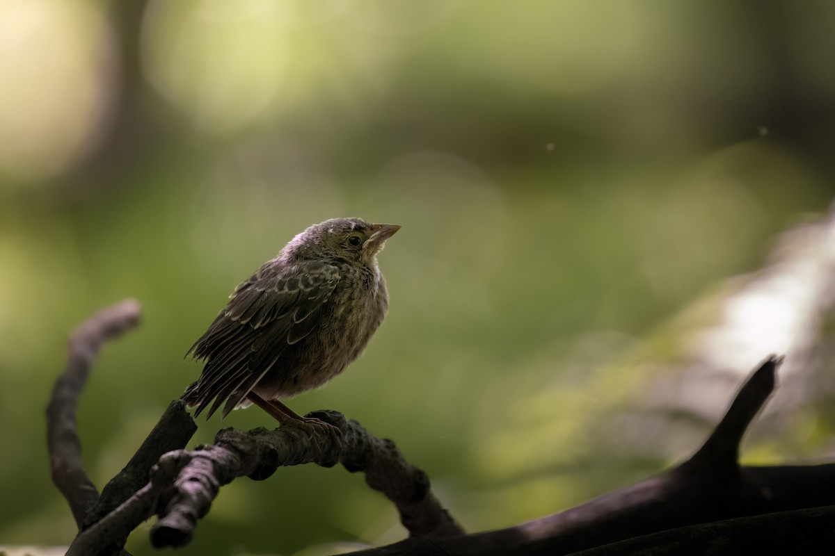 Brown-headed Cowbird - ML620966059