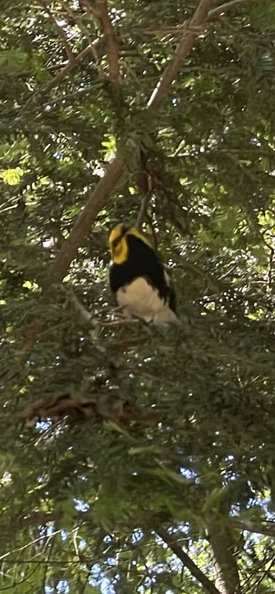 Black-throated Green Warbler - ML620966132