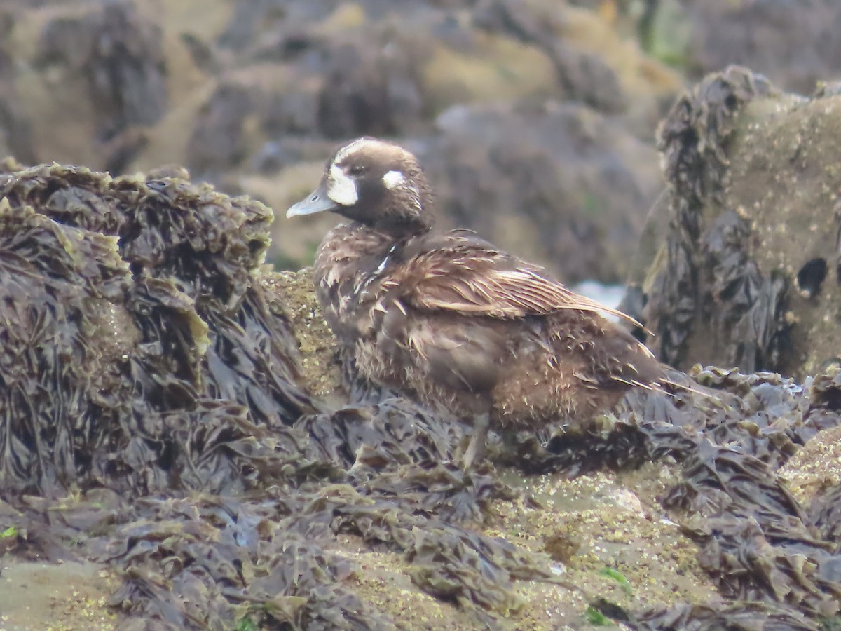 Harlequin Duck - ML620966183
