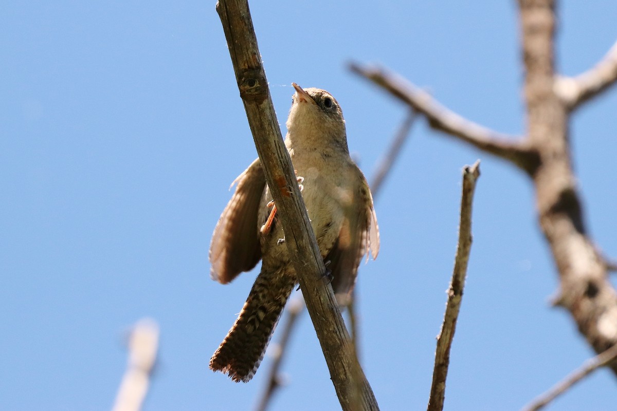 Northern House Wren - ML620966194