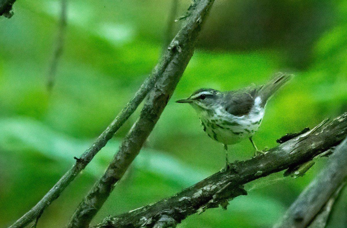 Louisiana Waterthrush - ML620966249