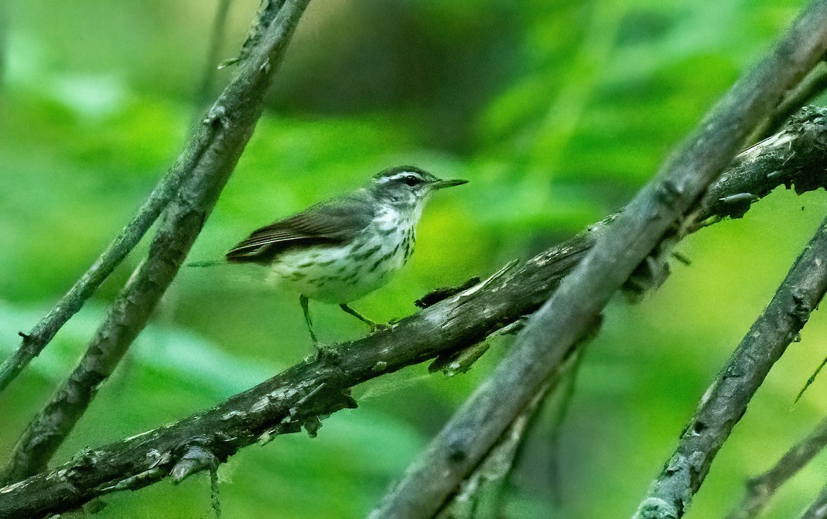 Louisiana Waterthrush - Linda Sullivan