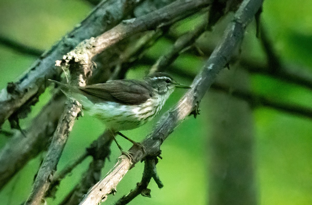 Louisiana Waterthrush - ML620966253