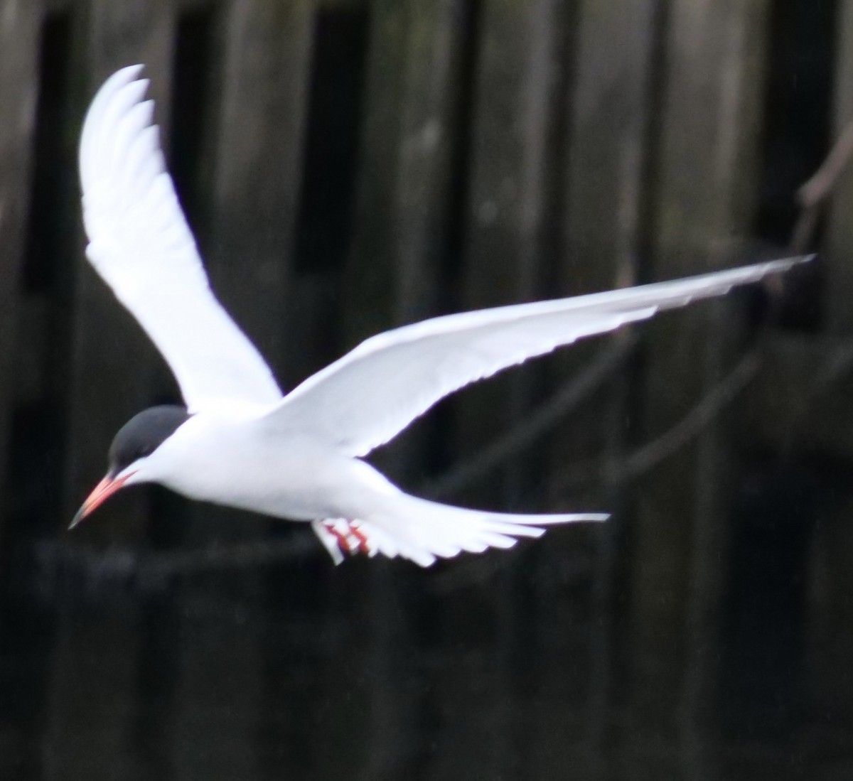 Common Tern - Jan Bryant