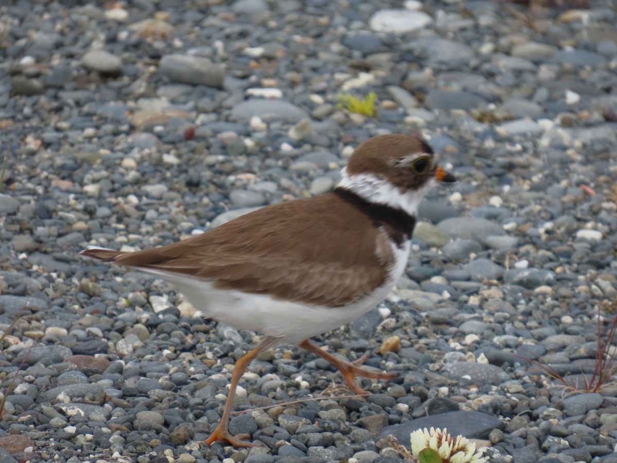 Semipalmated Plover - ML620966389