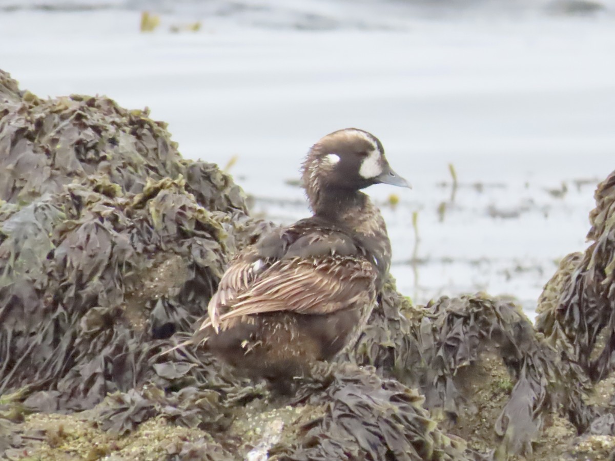 Harlequin Duck - ML620966425
