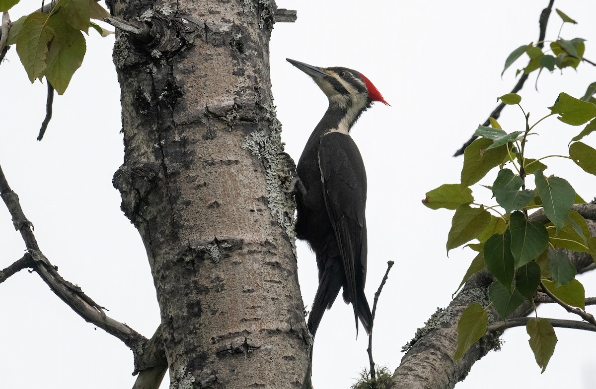 Pileated Woodpecker - Yannick Fleury