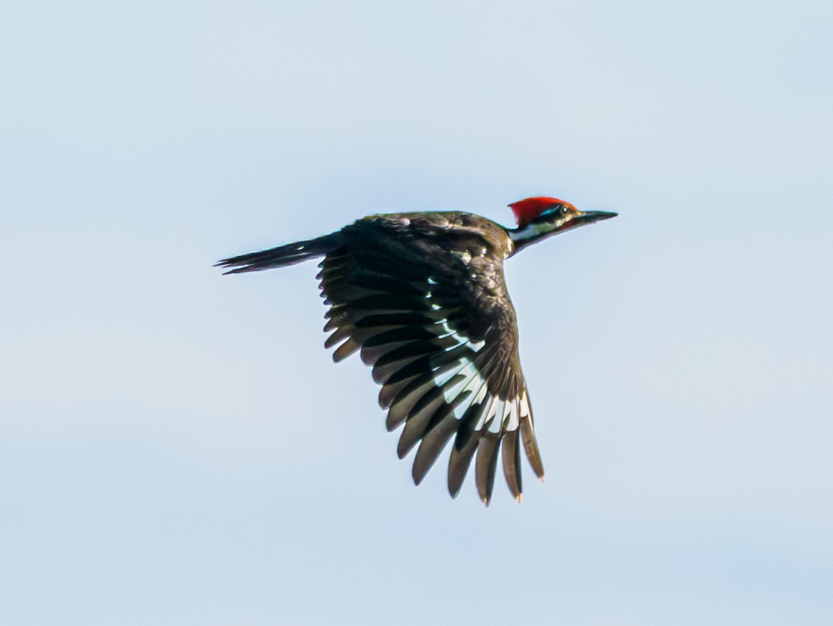Pileated Woodpecker - Rick Davis