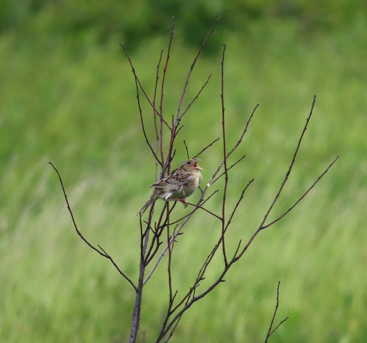 Grasshopper Sparrow - ML620966503