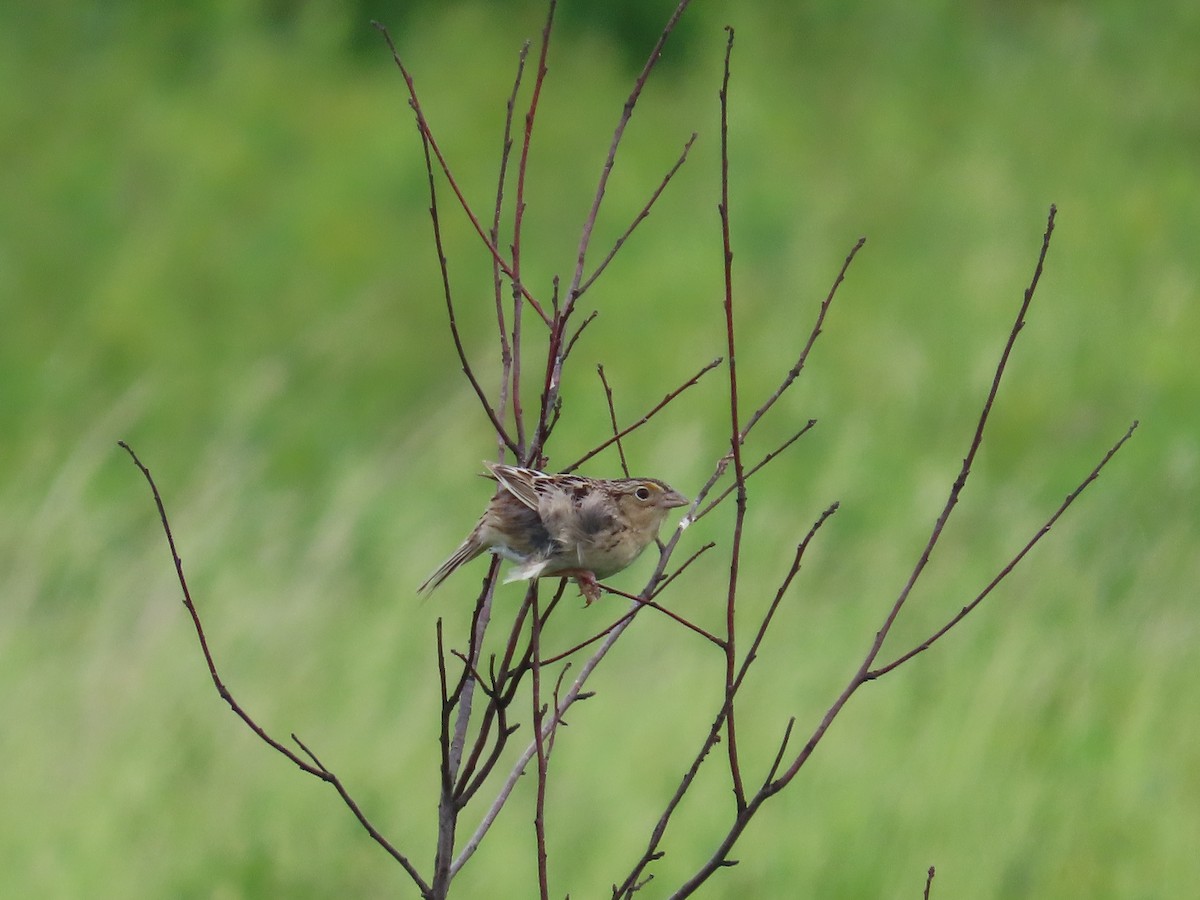 Grasshopper Sparrow - ML620966505
