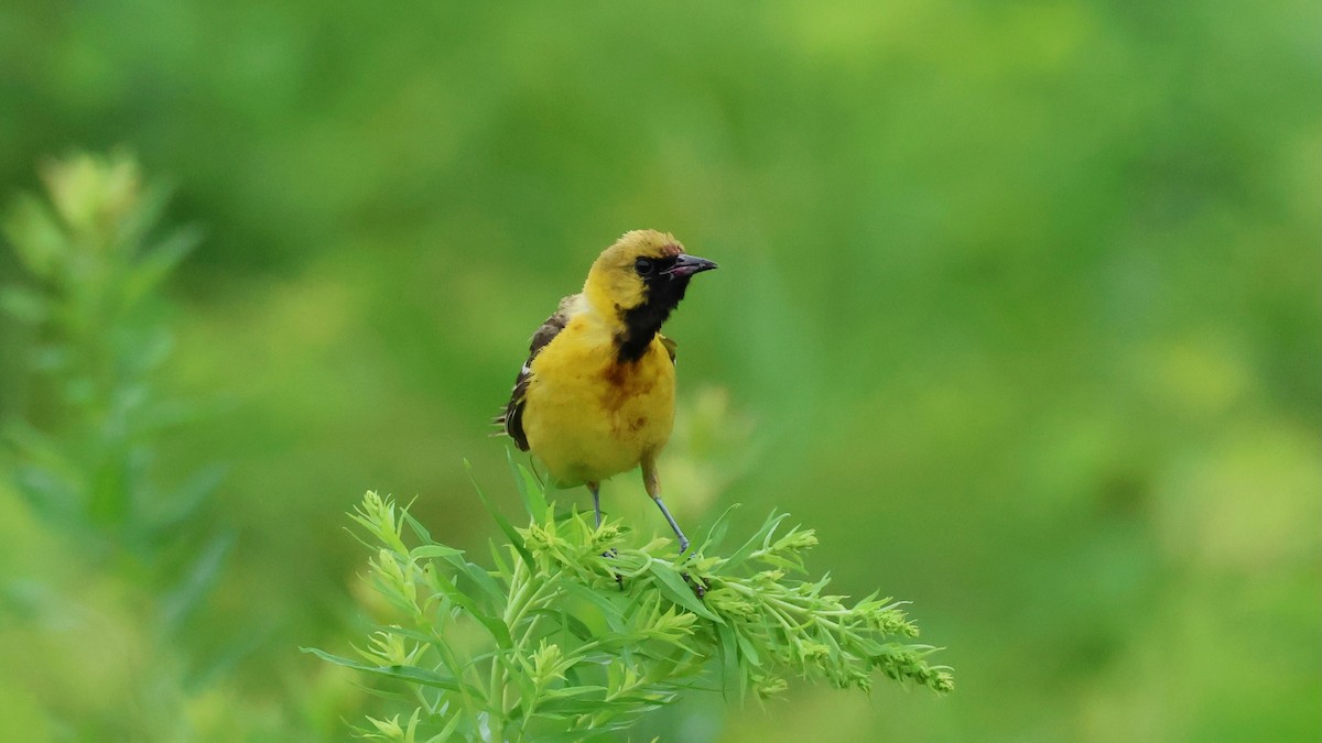Orchard Oriole - ML620966513