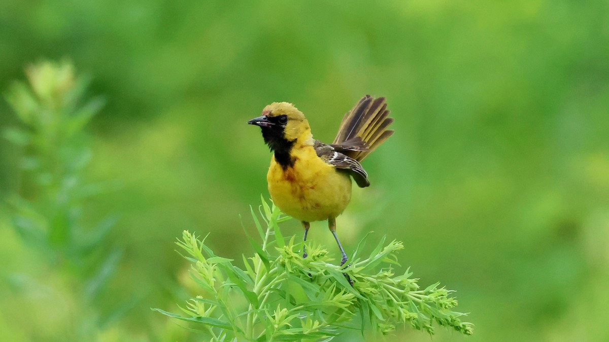 Orchard Oriole - ML620966521