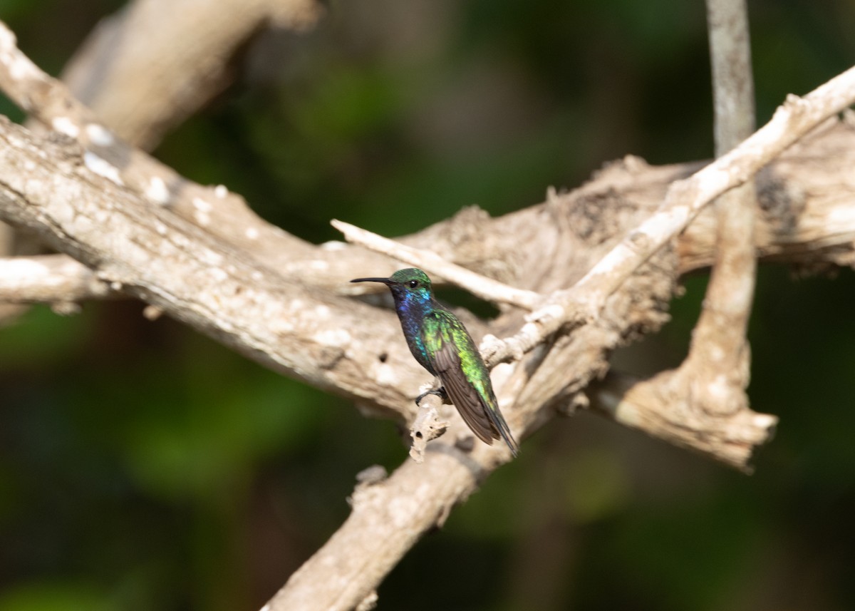 Sapphire-bellied Hummingbird - ML620966532