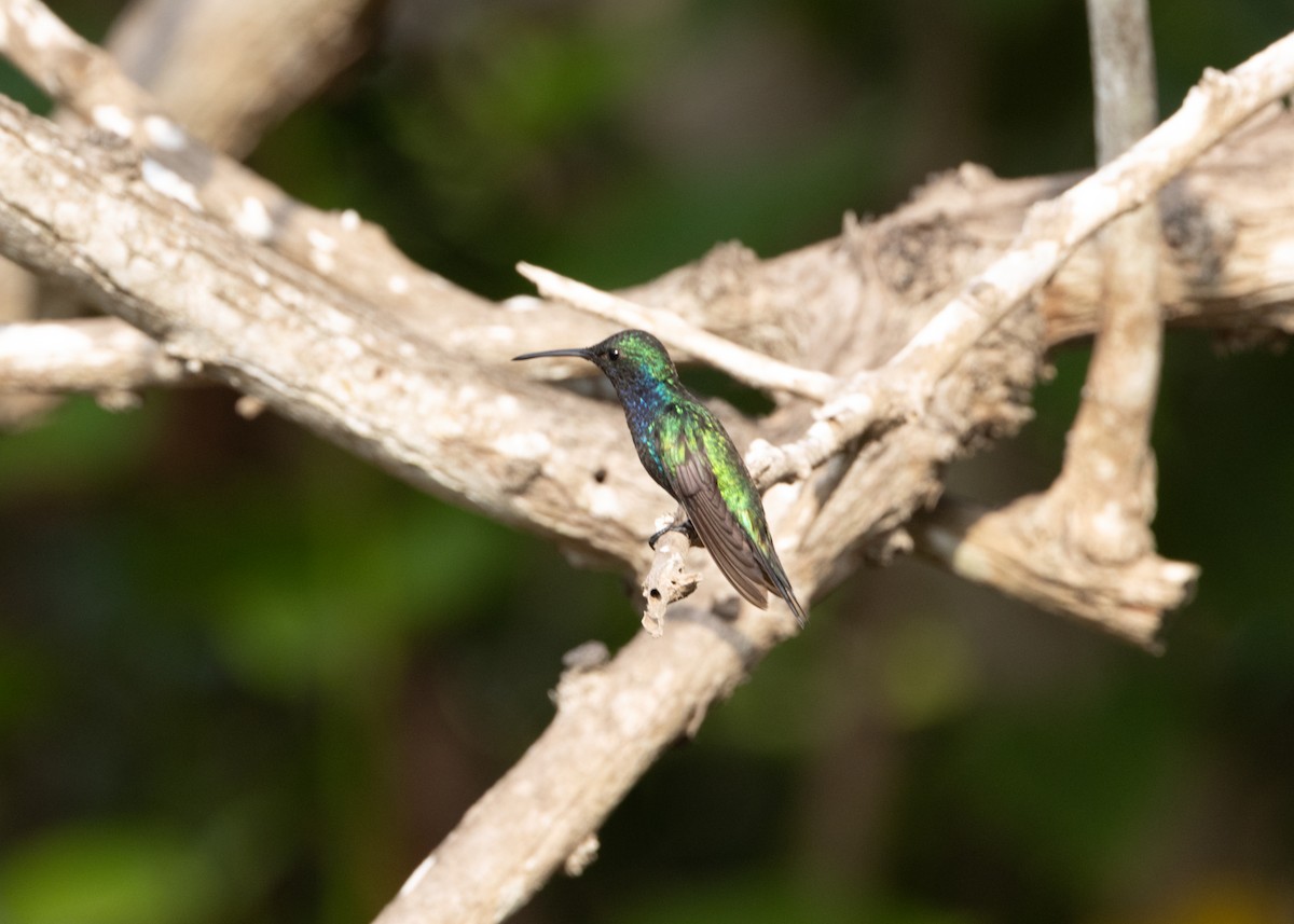 Sapphire-bellied Hummingbird - ML620966535