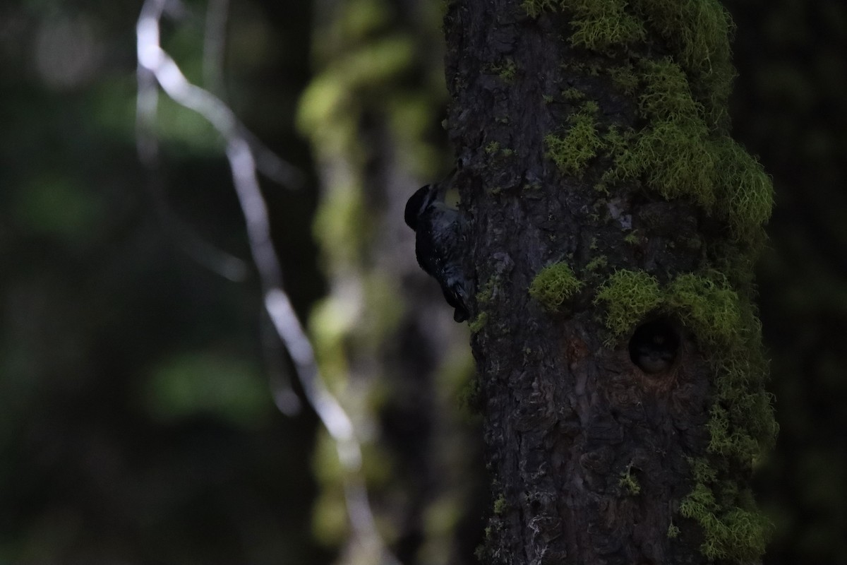 Black-backed Woodpecker - ML620966556