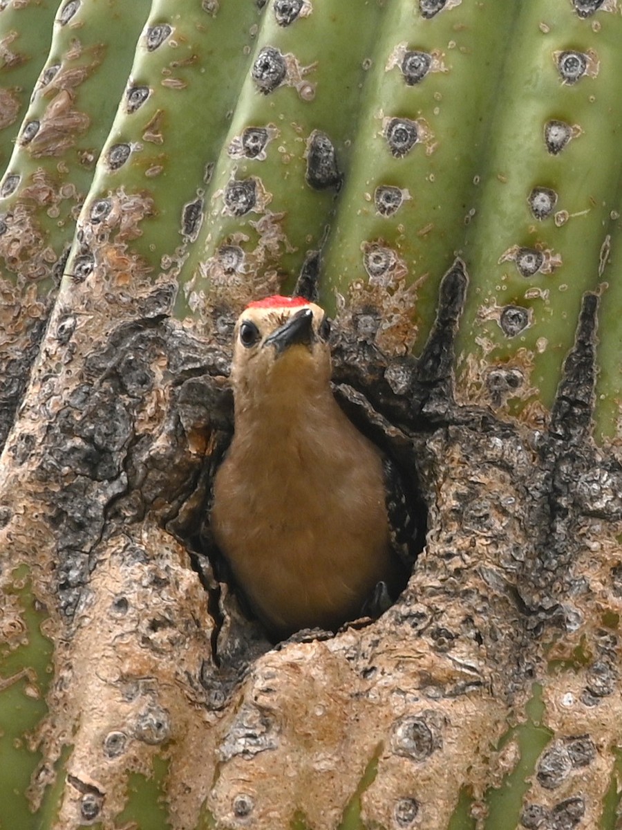 Gila Woodpecker - ML620966561