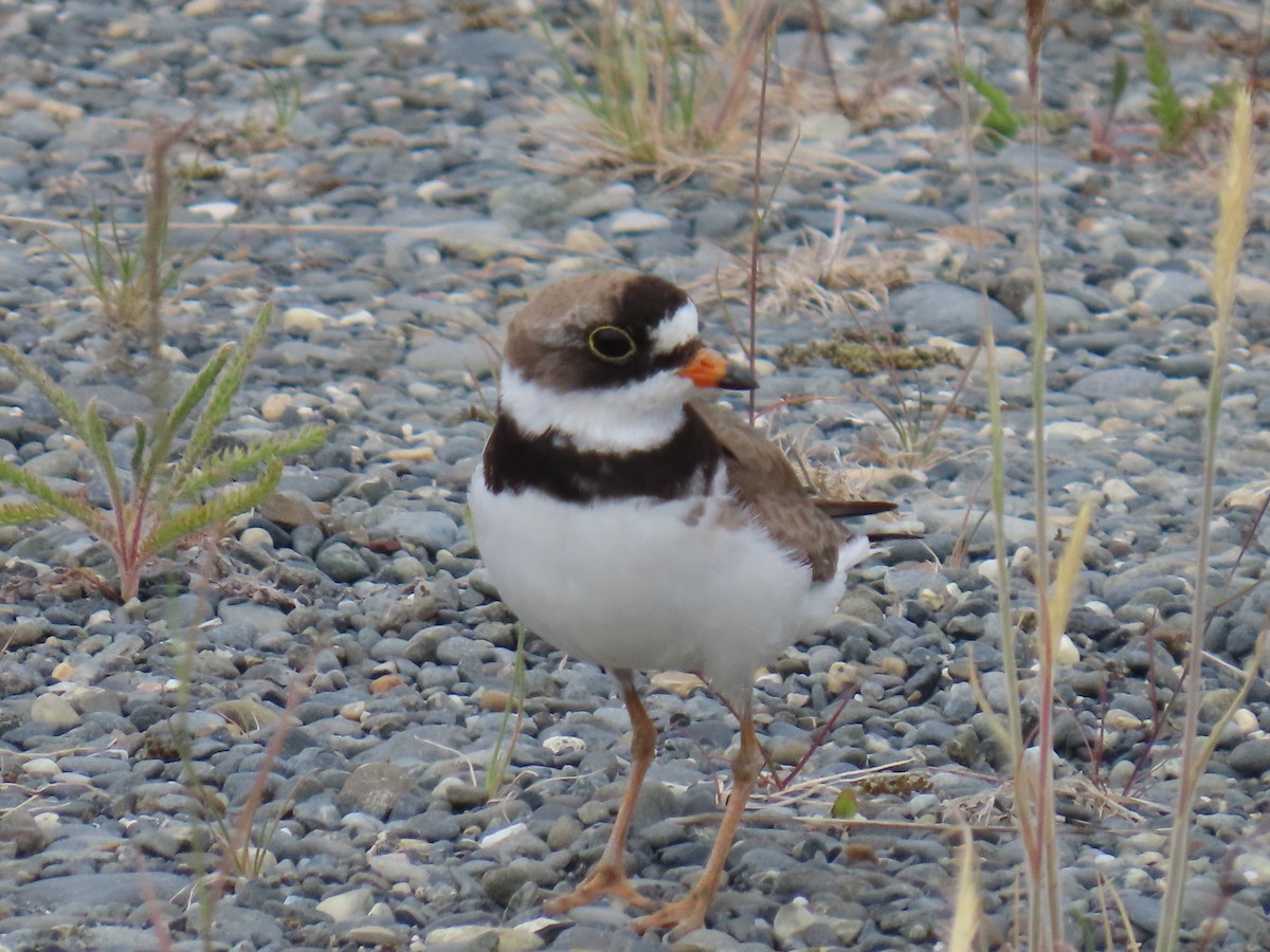 Semipalmated Plover - ML620966685