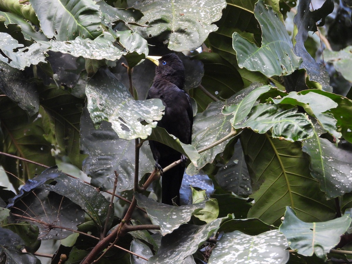 Red-rumped Cacique - ML620966772