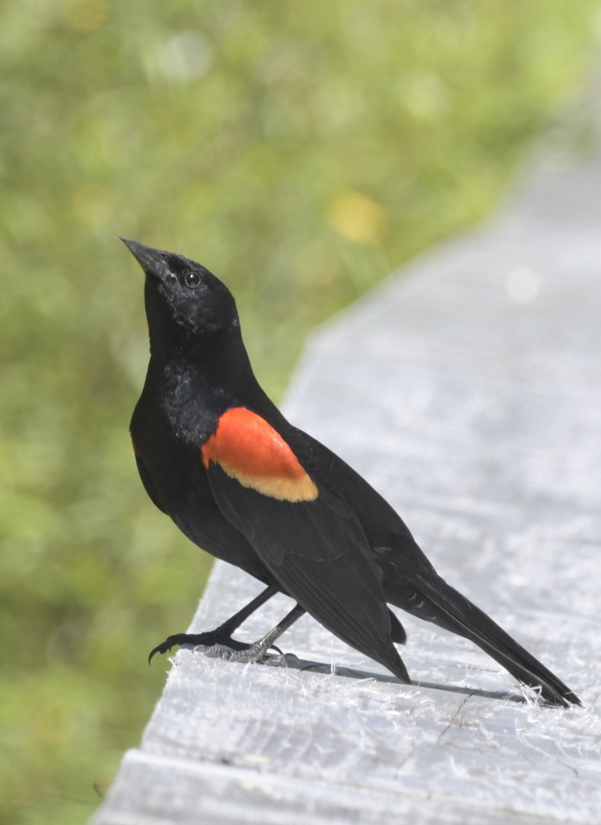 Red-winged Blackbird (Red-winged) - ML620966778