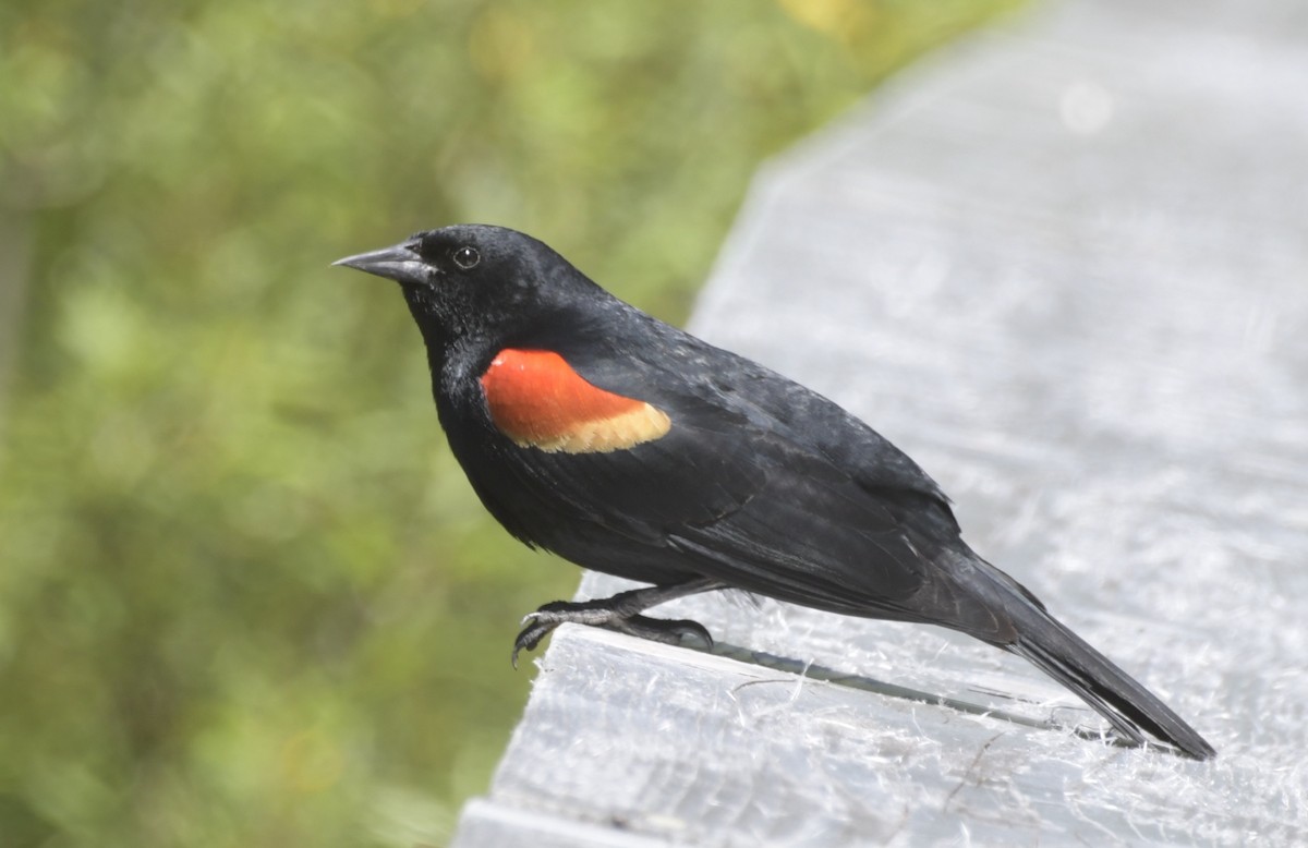 Red-winged Blackbird (Red-winged) - ML620966779