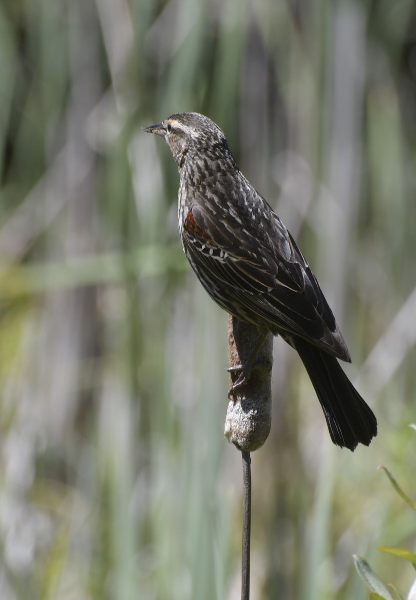 Red-winged Blackbird (Red-winged) - ML620966780