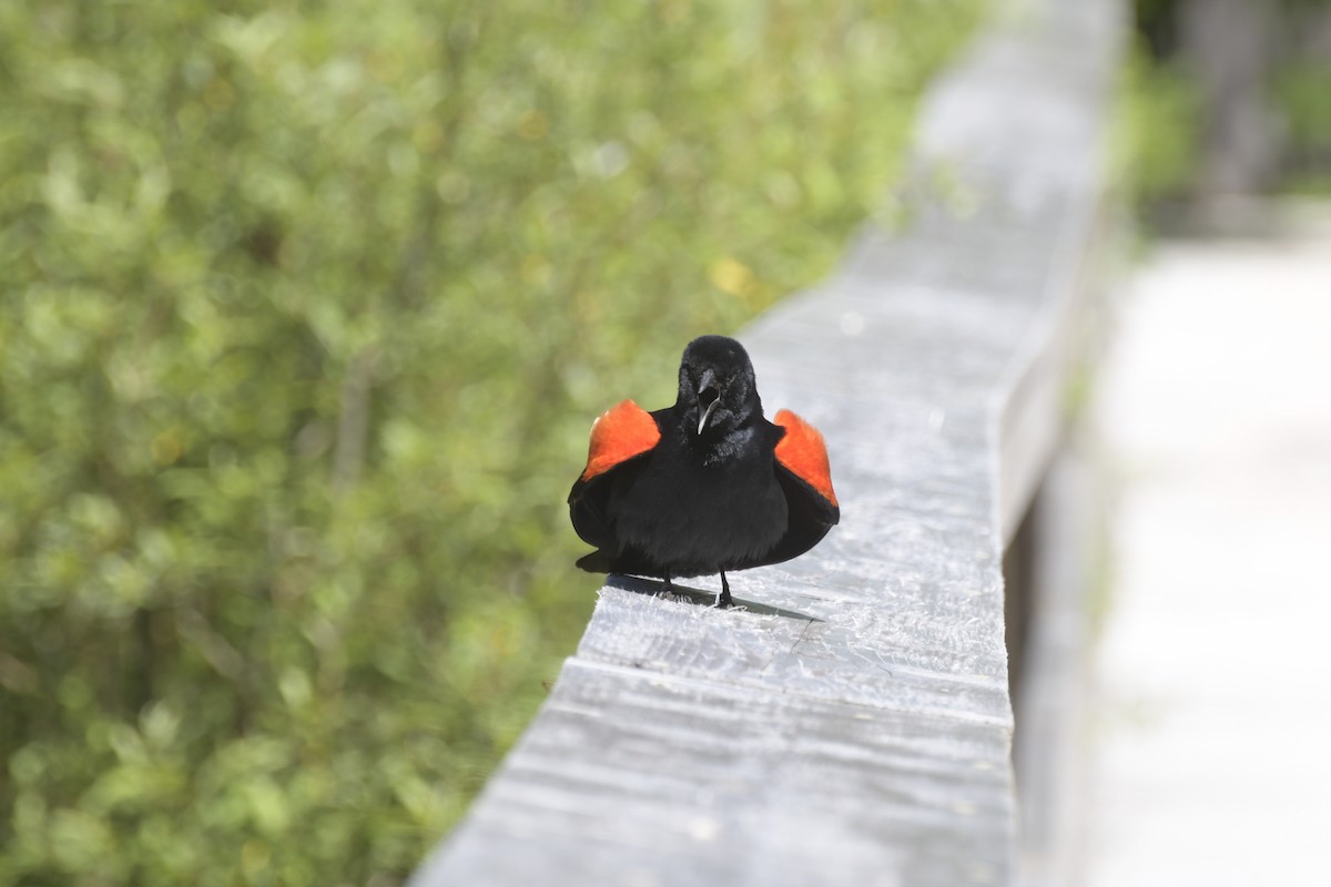 Red-winged Blackbird (Red-winged) - ML620966781