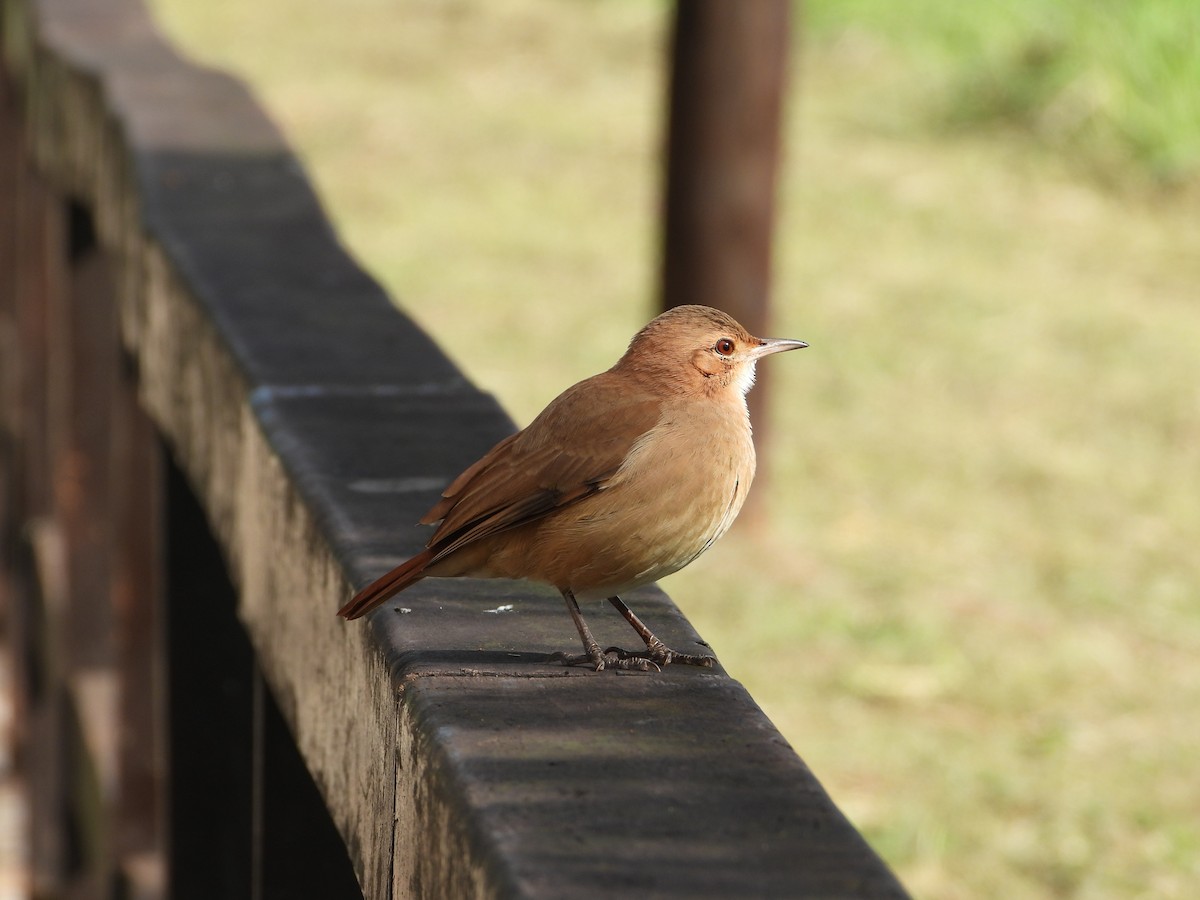 Rufous Hornero - Más Aves