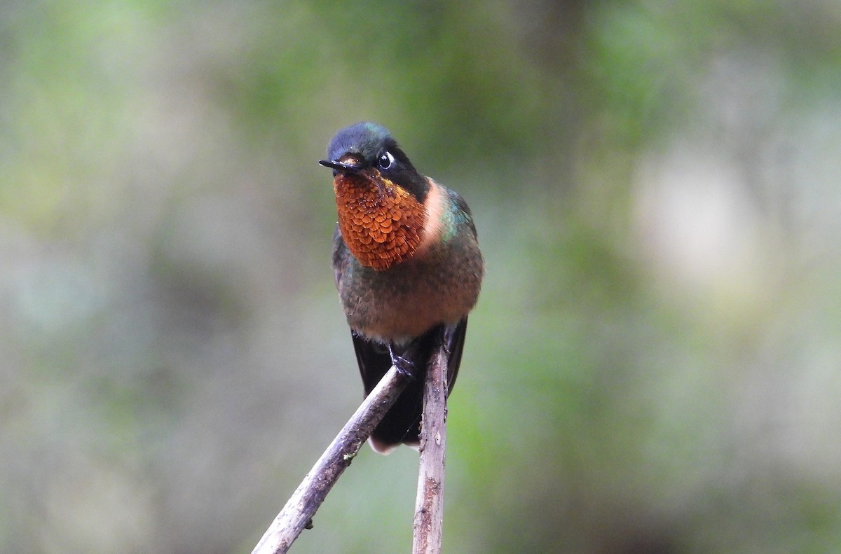 Orange-throated Sunangel - ML620966954