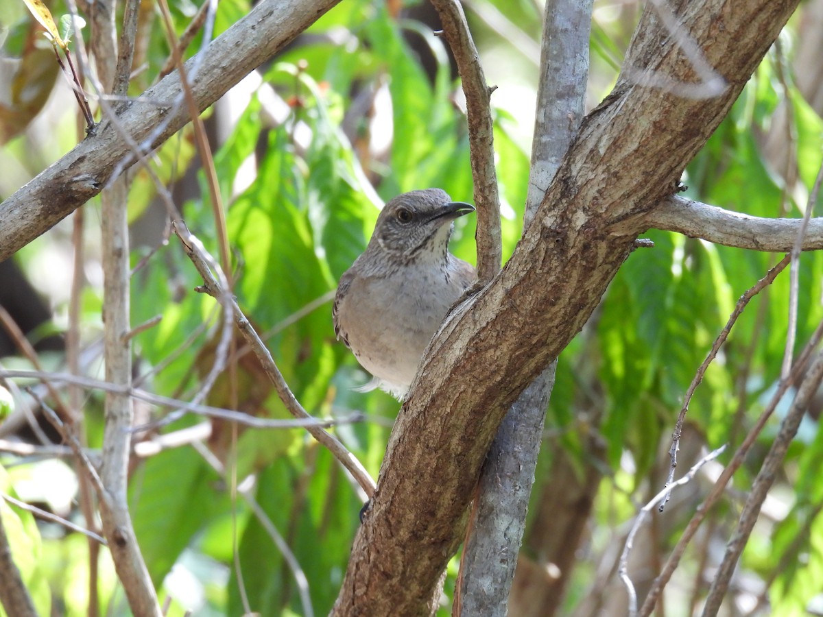 Bahama Mockingbird - ML620967003