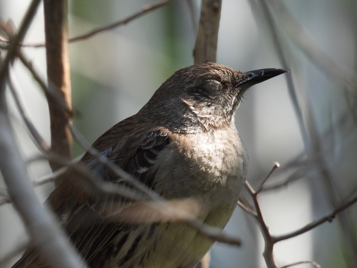 Bahama Mockingbird - ML620967004