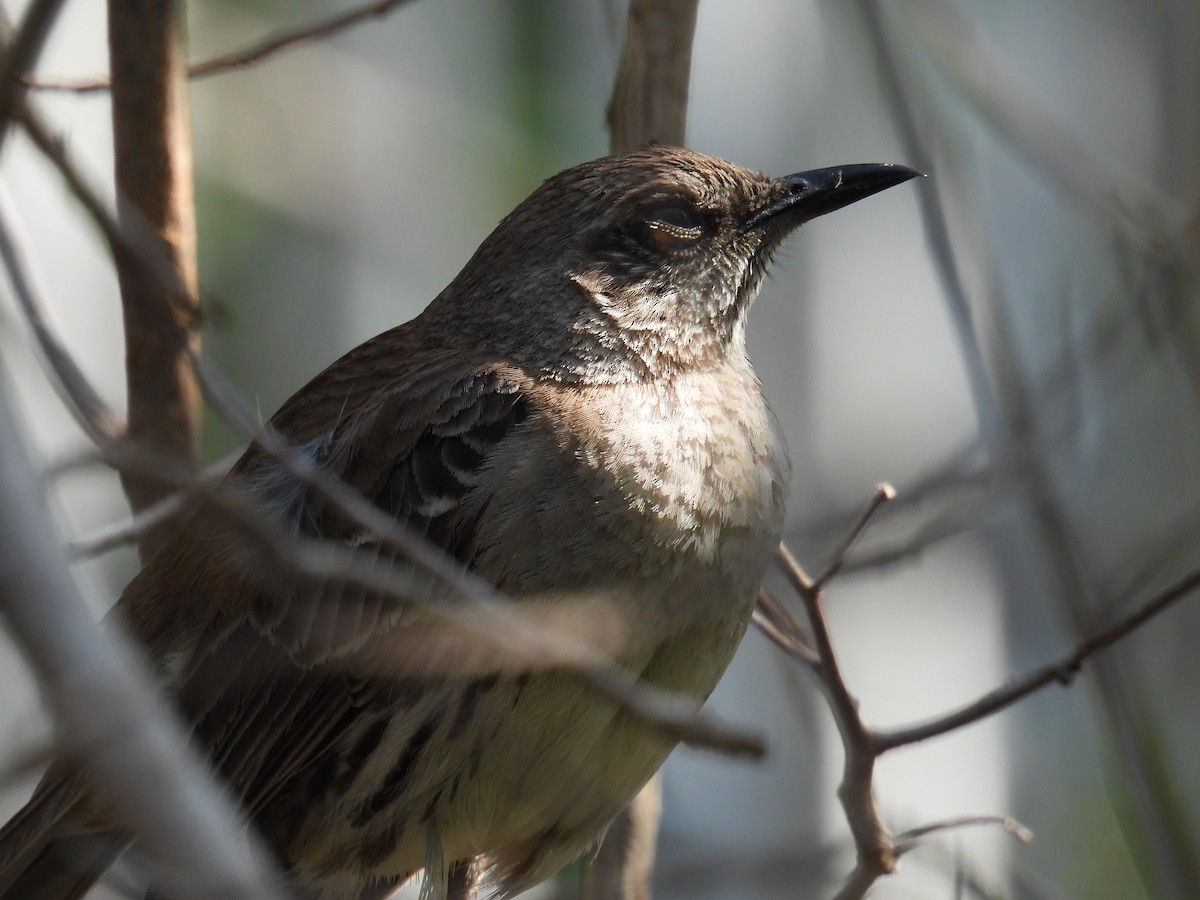 Bahama Mockingbird - ML620967005