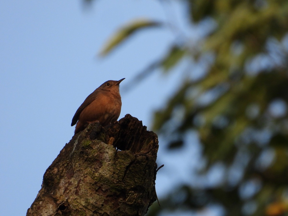 House Wren - ML620967010