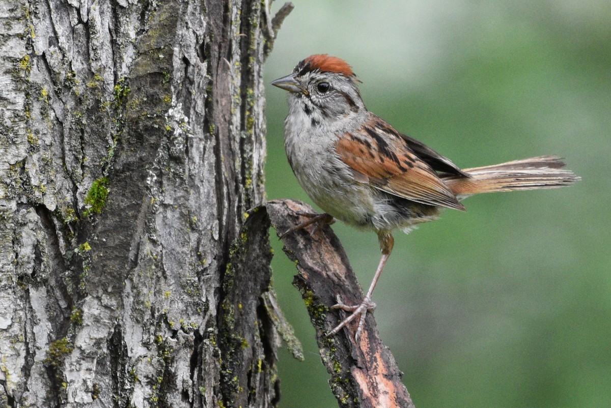 Swamp Sparrow - Garry Waldram