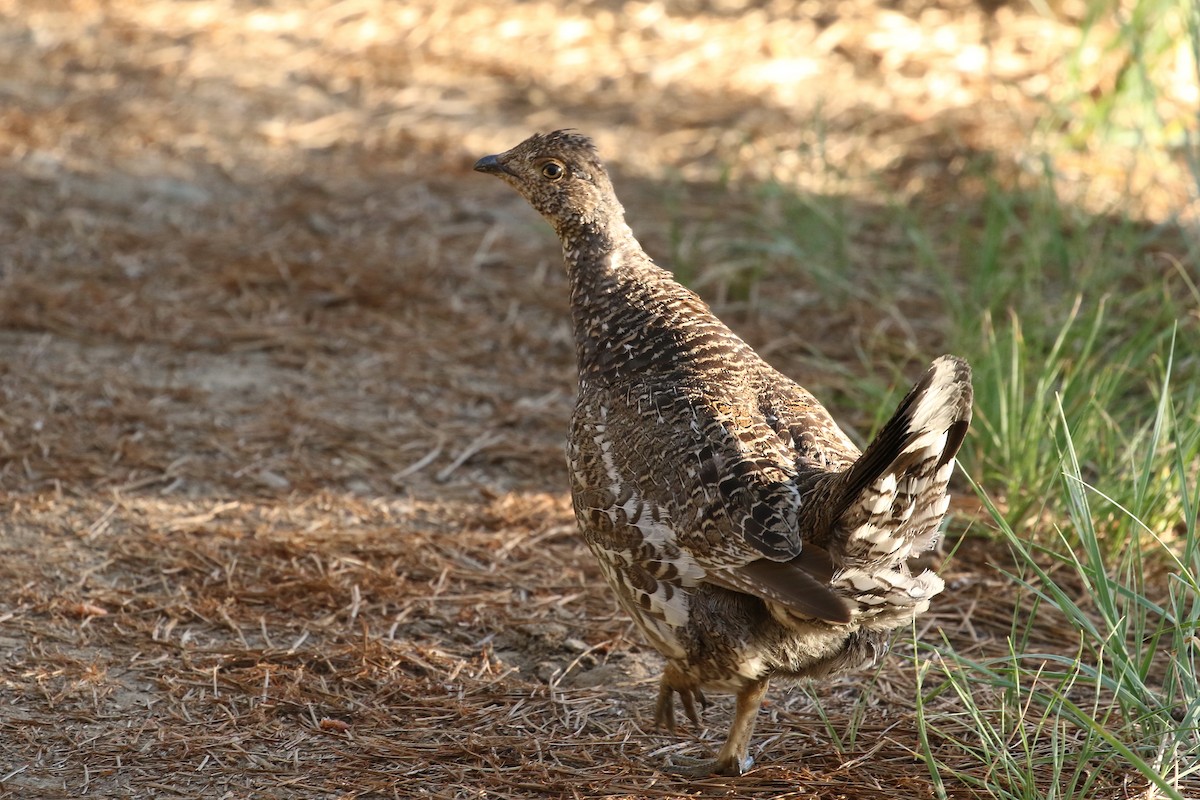 Dusky Grouse - ML620967033