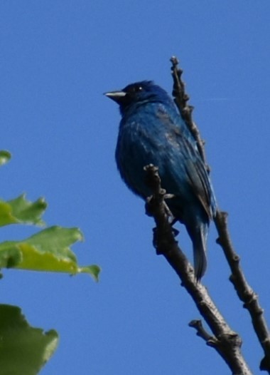 Indigo Bunting - ML620967049