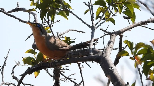 Lesser Ground-Cuckoo - ML620967052