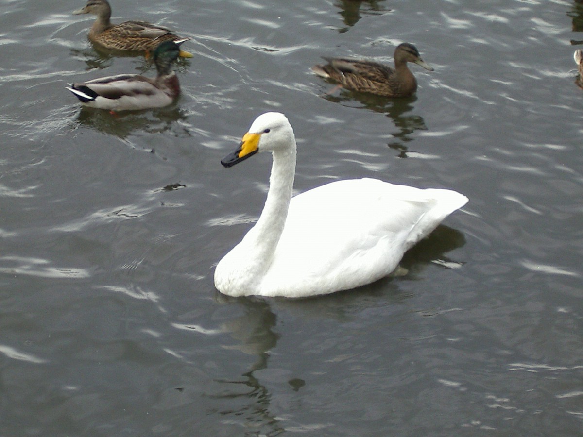 Whooper Swan - ML620967067