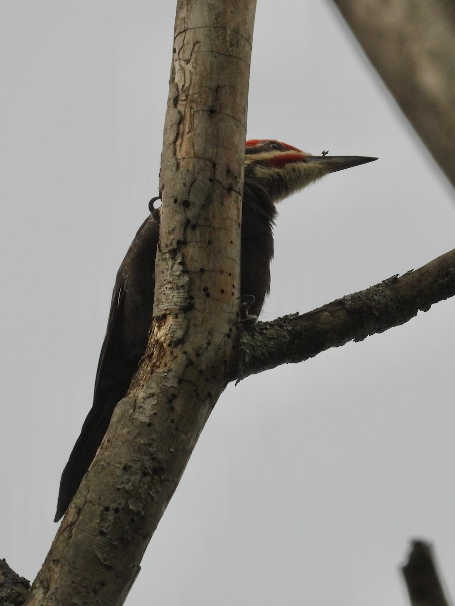 Pileated Woodpecker - ML620967152