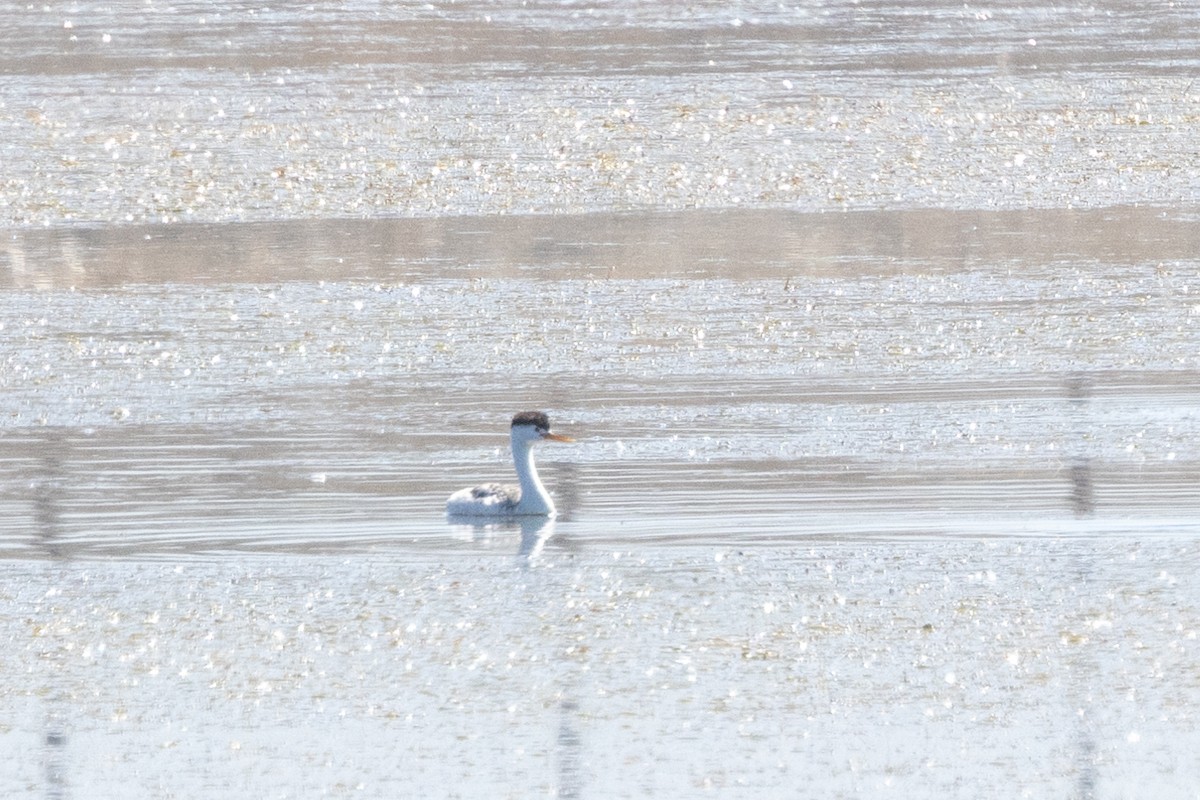 Clark's Grebe - Kalpesh Krishna