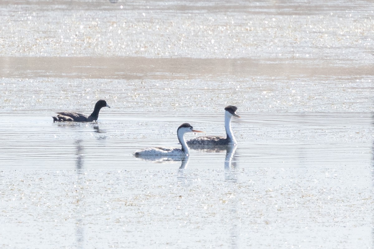 Clark's Grebe - Kalpesh Krishna