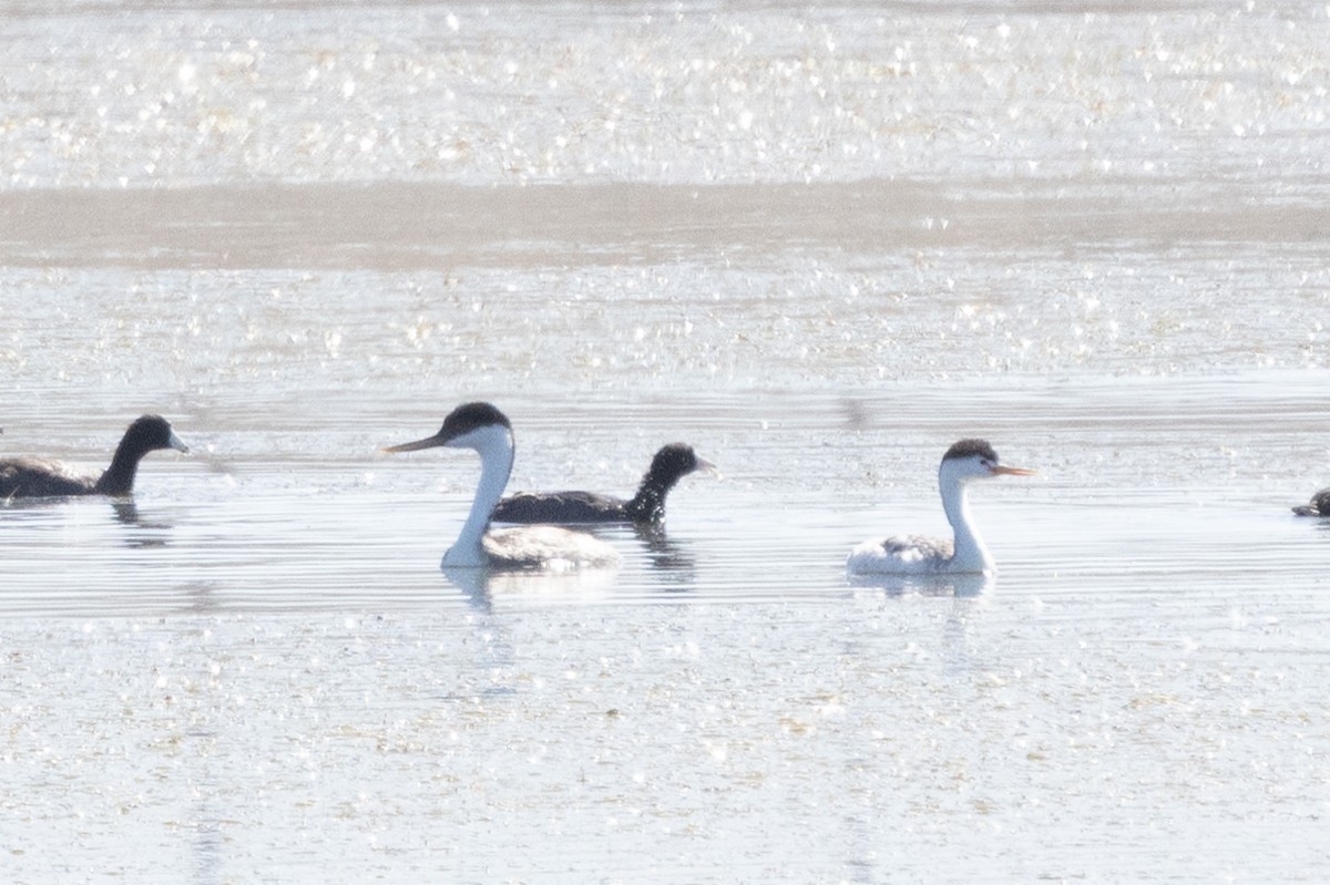 Western Grebe - Kalpesh Krishna