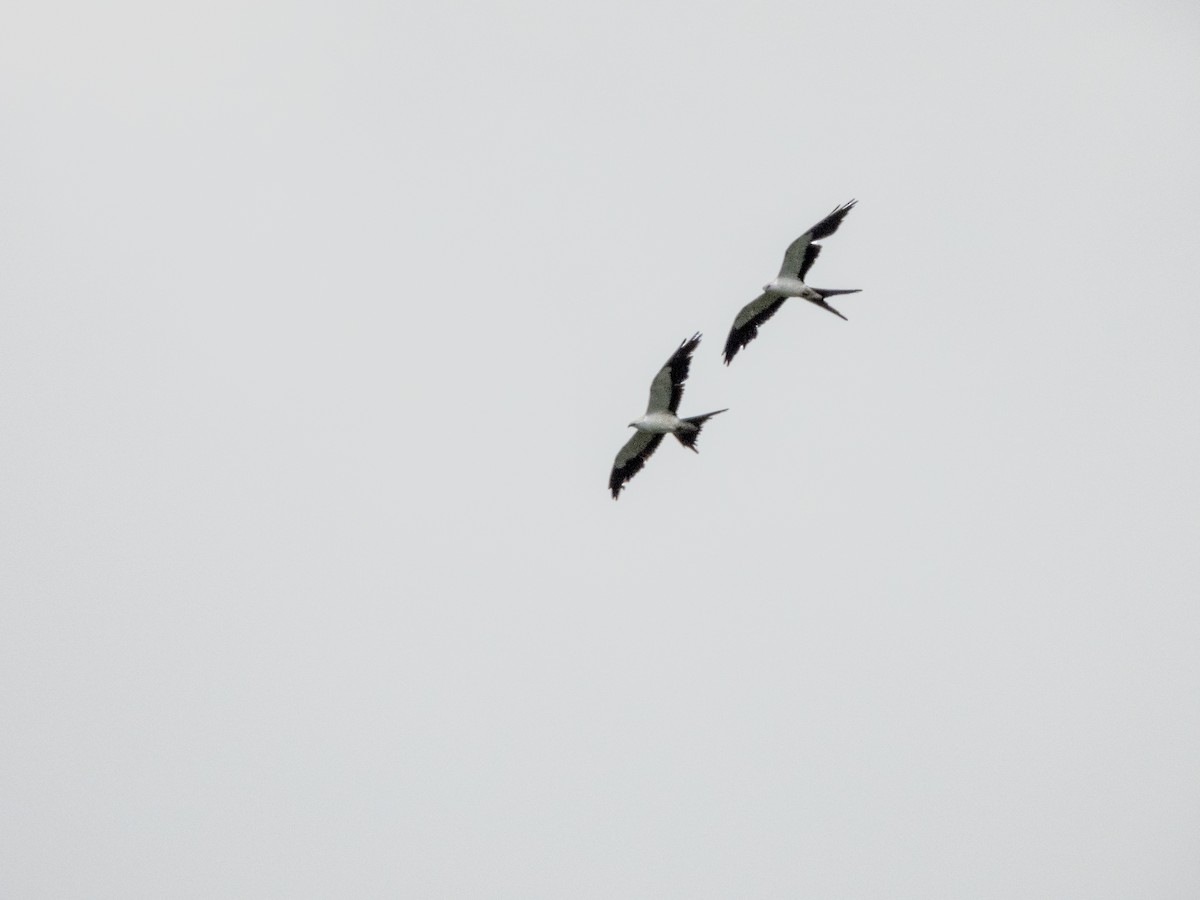 Swallow-tailed Kite - ML620967310