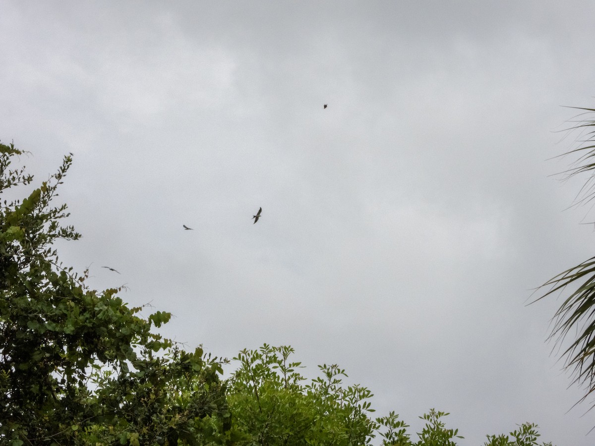 Swallow-tailed Kite - ML620967311