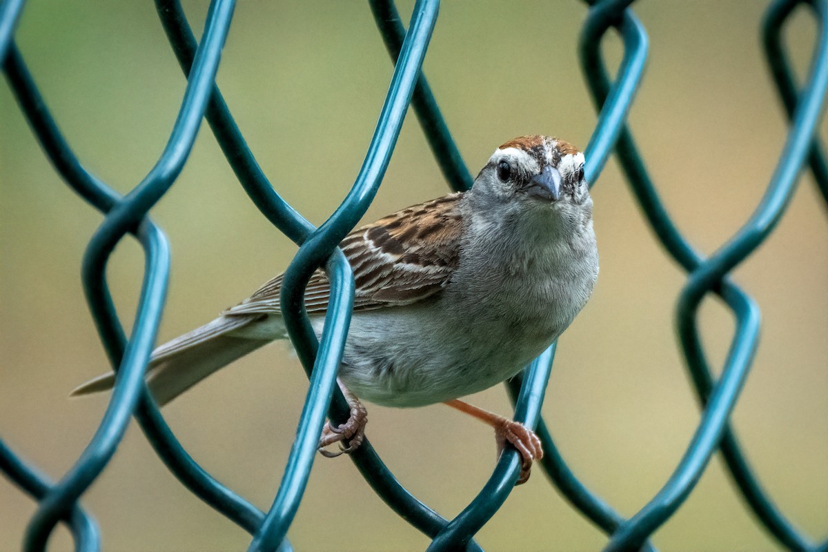 Chipping Sparrow - ML620967315