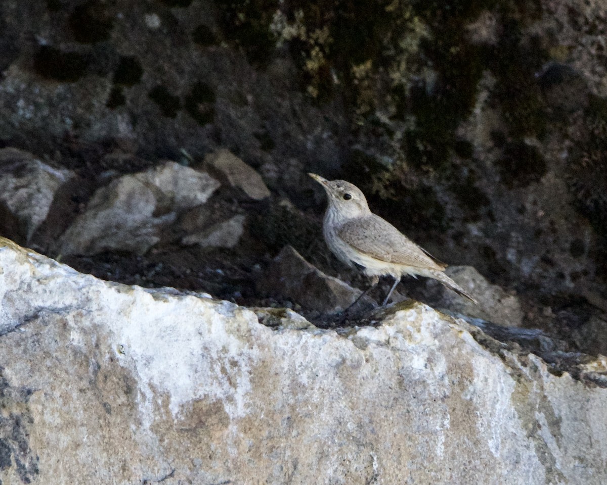 Rock Wren - ML620967553