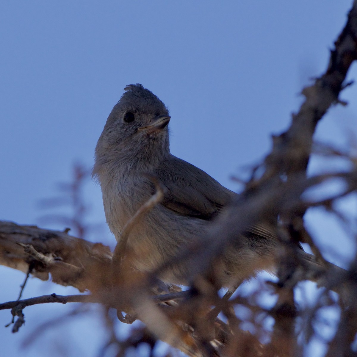 Juniper Titmouse - ML620967555