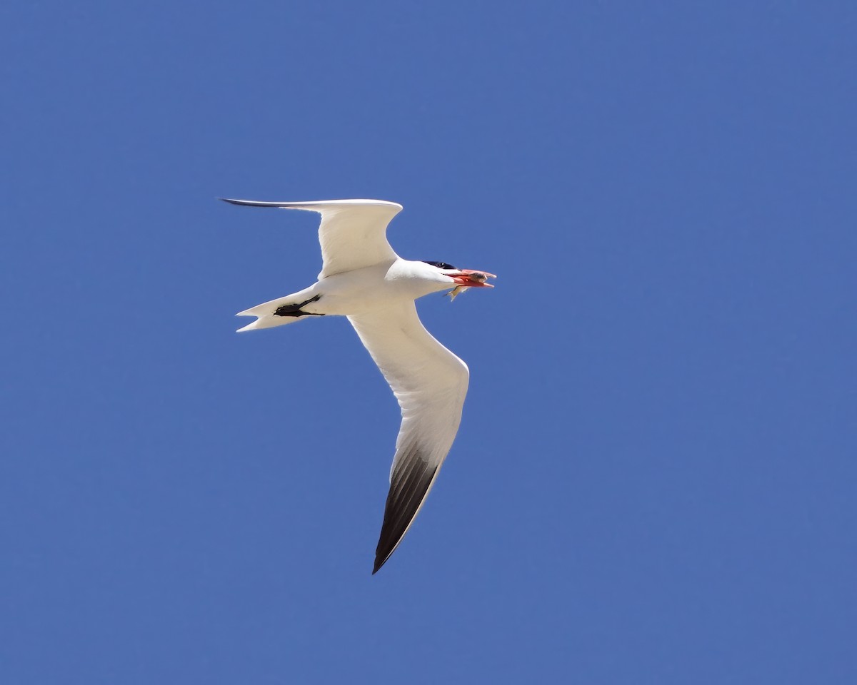 Caspian Tern - ML620967567