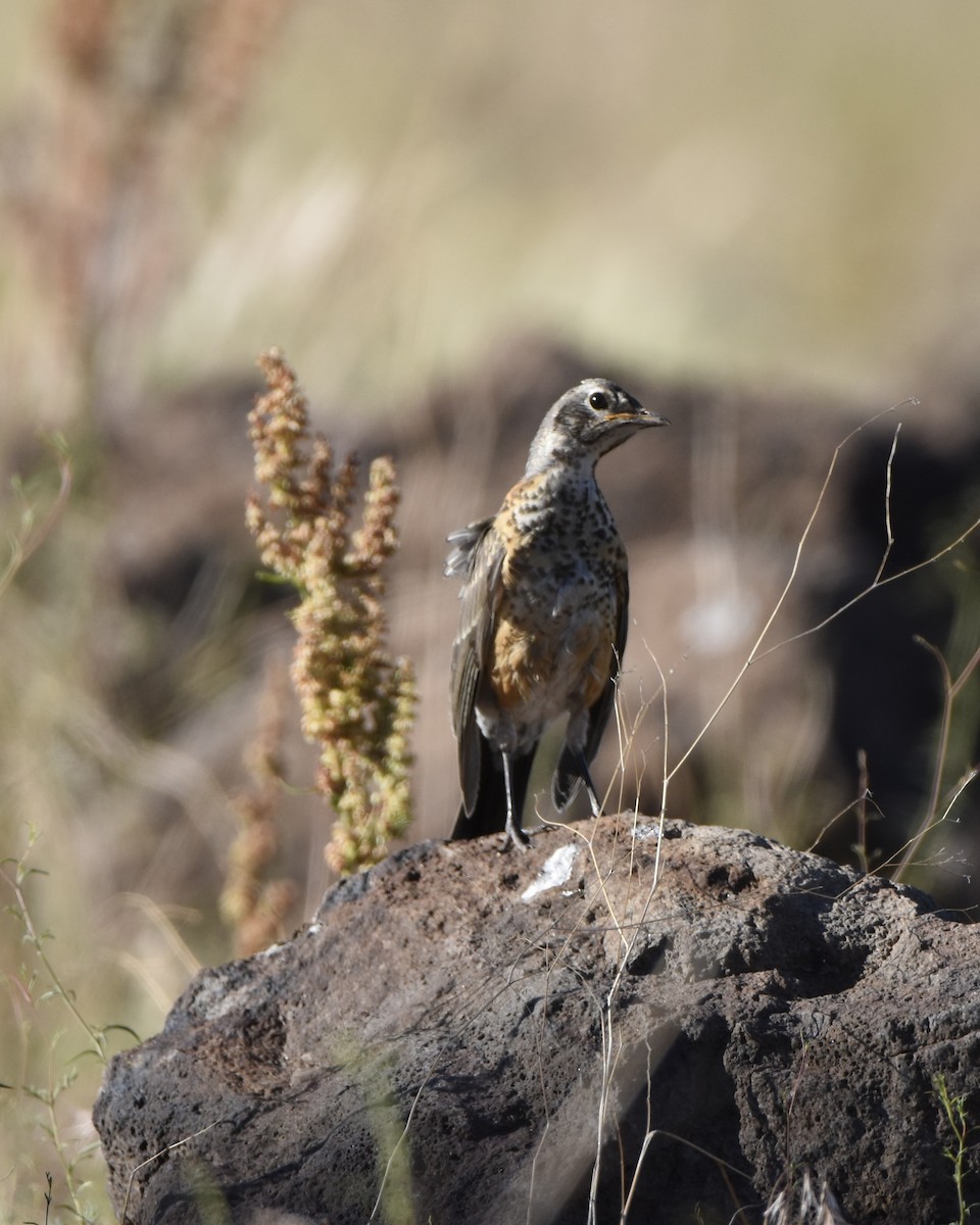 American Robin - ML620967570